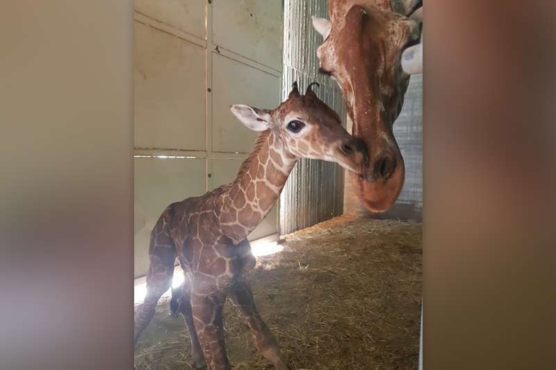 ג׳ירף נולד בחי פארק בקרית מוצקין | צילום: לביא פרץ, חי פארק מוצקין