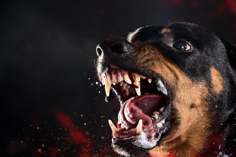 כלב נובח | צילום (אילוסטרציה): Shutterstock
