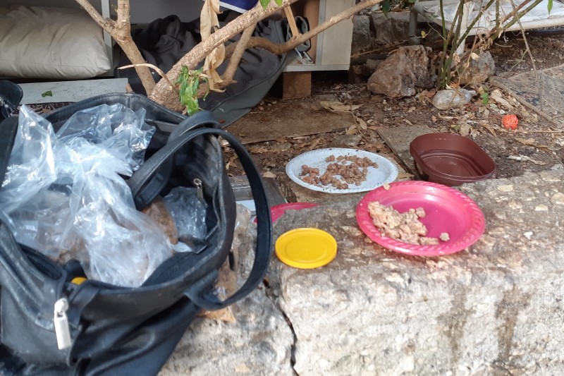 עמדת האכלת החתולים | צילום: טטיאנה ג'ון