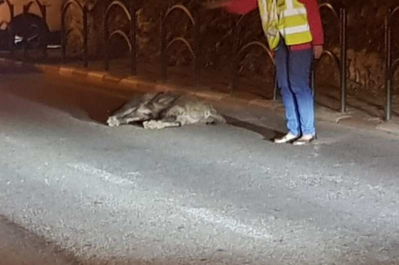 החזיר שנפגע מהרכב ברחוב שמשון | צילום: אור קורצ'ק