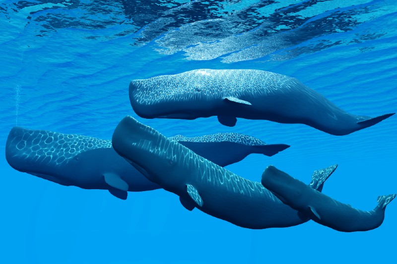 לווייתני זרע | צילום: Shutterstock