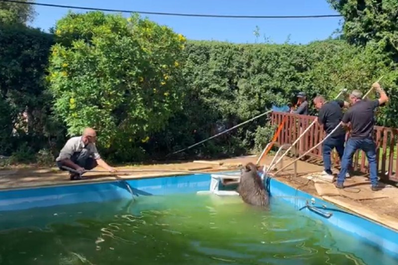 חילוץ חזיר מבריכה | צילום: בן רוזנברג, אקולוג מרחב כרמל ברט״ג