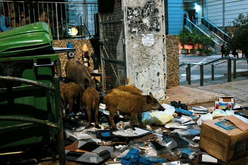 חזירי בר במרכז הכרמל | צילום: דוברות עיריית חיפה
