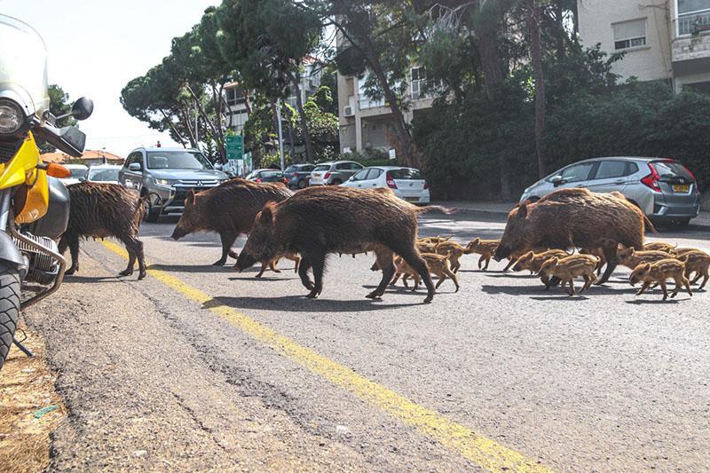 חזירים בחיפה | צילום: עומר מוזר