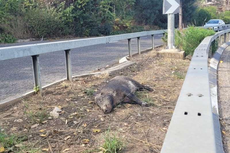חזיר מת ברחוב הלח"י | צילום: רדיו חיפה