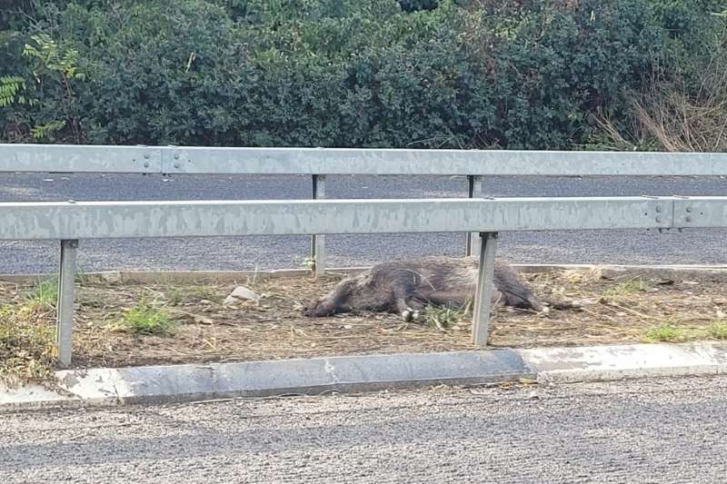 חזיר מת ברחוב הלח"י | צילום: רדיו חיפה